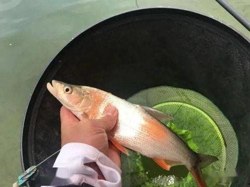 娱乐吃瓜酱钓鱼