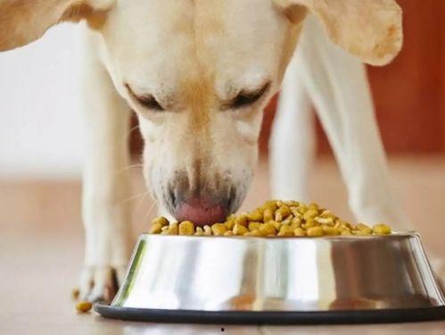 娱乐吃瓜养狗视频在线观看,在线观看乐翻天！